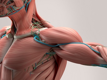 Anatomy and Pathophysiology Series; The Musculoskeletal System Webinar