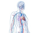 Anatomy and Pathophysiology Primer