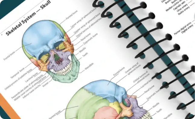 Anatomy Graphic